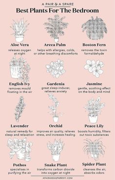 the best plants for the bedroom info sheet on pink background with black and white text