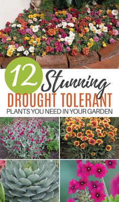 several different types of flowers and plants with the title saying, 12 stunning drought tolerant plants you need in your garden