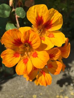 an orange flower with red and yellow stripes on it's petals in the sun