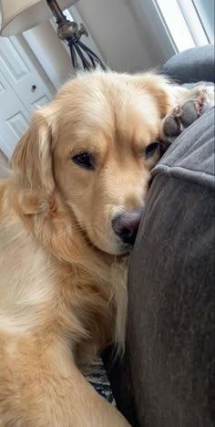 a golden retriever dog laying on the couch