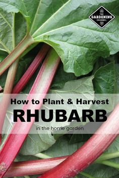 rhubarb growing in the garden with text overlay how to plant and harvest rhubarb in the home garden