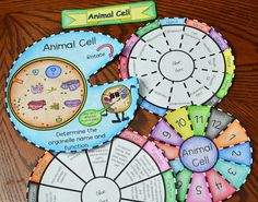 an animal cell is shown on the table with its name and numbers in different colors