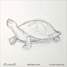 a pencil drawing of a turtle on white paper