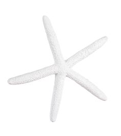 a white starfish on a white background