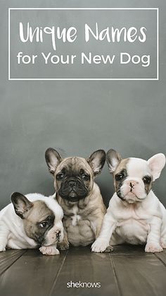 three puppies sitting next to each other in front of a chalkboard with the words unique names for your new dog