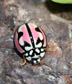 a pink and black bug sitting on top of a rock