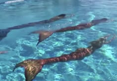 several fish swimming in a pool with clear blue water and no one around them or on the surface