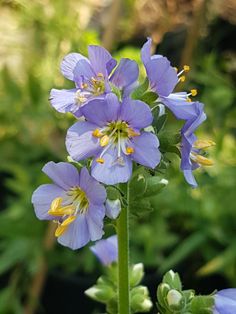 purple flowers with yellow stamens and green stems in the foreground, surrounded by greenery