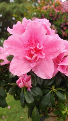 pink flowers are blooming in the garden