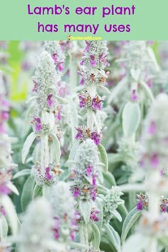 purple and white flowers with text overlay that says lamb's ear plant has many uses