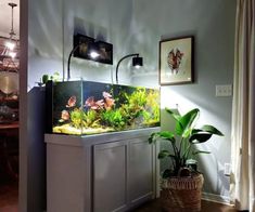 a fish tank sitting on top of a cabinet next to a plant