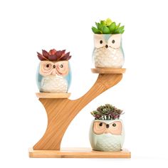 three owl planters are sitting on top of a tree branch with succulents