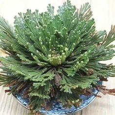 a green plant sitting on top of a blue and white plate covered in pine cones