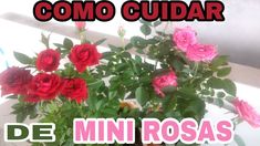 a potted plant with red roses in it and the words como cuidar de mini roas