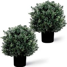 two black potted plants on a white background