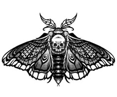 a black and white drawing of a moth with intricate details on it's wings