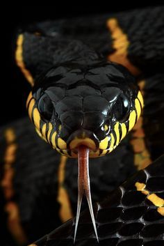 a black and yellow snake with its tongue out