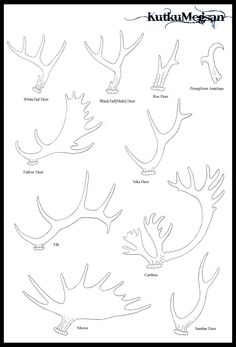 the different types of deer antlers