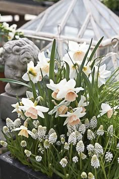 some white flowers and green plants in a planter