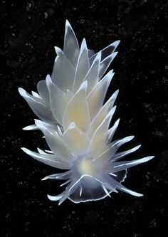 a white flower on a black background