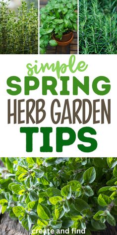 Tips for growing herbs in a spring garden. Herb Garden Tips, Herb Garden Ideas, Potted Herbs, Best Garden Tools, Gardening Projects, Starting A Vegetable Garden, Herb Pots