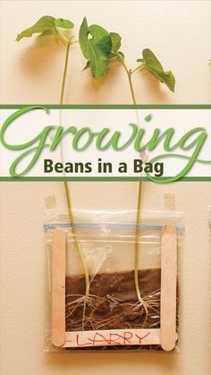 growing beans in a bag with text overlay reading growing beans in a bag happy