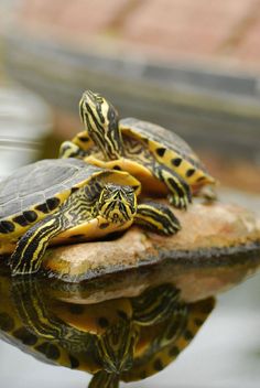 three turtles are sitting on top of each other