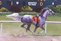 a horse is running on the track in front of an electronic scoreboard and numbers