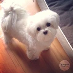 a small white dog standing on top of a wooden floor