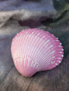 a pink shell sitting on top of a piece of cloth