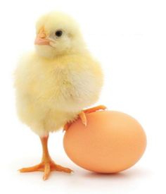 a small chicken standing next to an egg