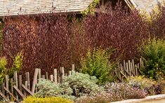 an old building surrounded by colorful plants and flowers in the foreground, with a wooden fence on either side