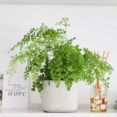 a potted plant sitting on top of a white shelf next to a glass bottle