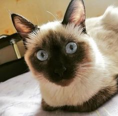 a siamese cat with blue eyes laying on top of a bed looking at the camera