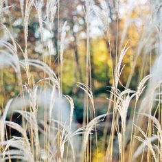 some tall grass with trees in the background