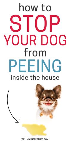 a small dog with the words how to stop your dog from peeing inside the house