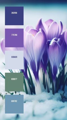 some purple flowers are in the snow and there is no image on this page to describe