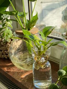 two vases with plants in them sitting on a window sill