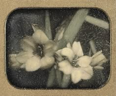 some white flowers are in a brown frame