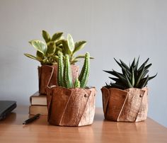 three succulents are sitting in brown paper bags on a table next to a laptop