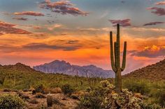 a large cactus in the middle of a desert with mountains in the background at sunset