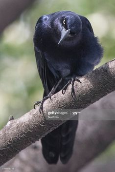 a black bird sitting on top of a tree branch