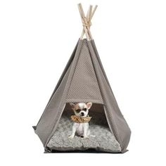 a small dog is sitting in a teepee