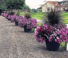 several potted plants line the side of a road