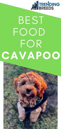 a small brown dog wearing a black vest with the words best food for cavapooo on it