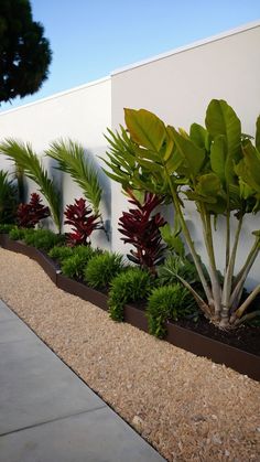 there are many different plants in the planter by the wall and on the side of the building