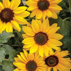 several yellow sunflowers with green leaves in the background