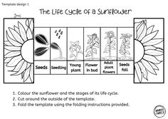 the life cycle of a sunflower worksheet for kids to learn how to grow flowers