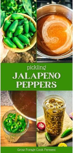 pickling jalapeno peppers growing in the garden, cooking and preparing them