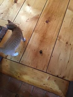 a cat standing on top of a wooden floor